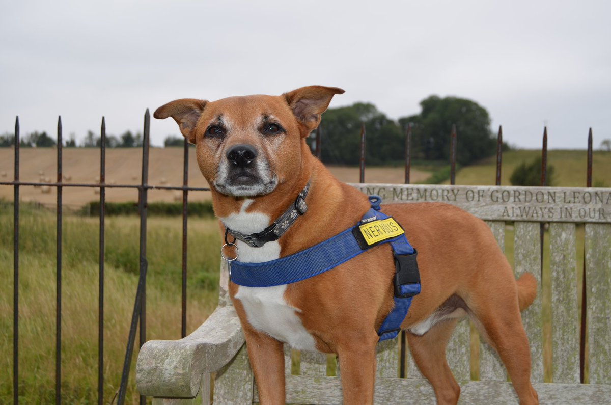 Flynn Bear and Mums (@flynntherescue) on Twitter photo 