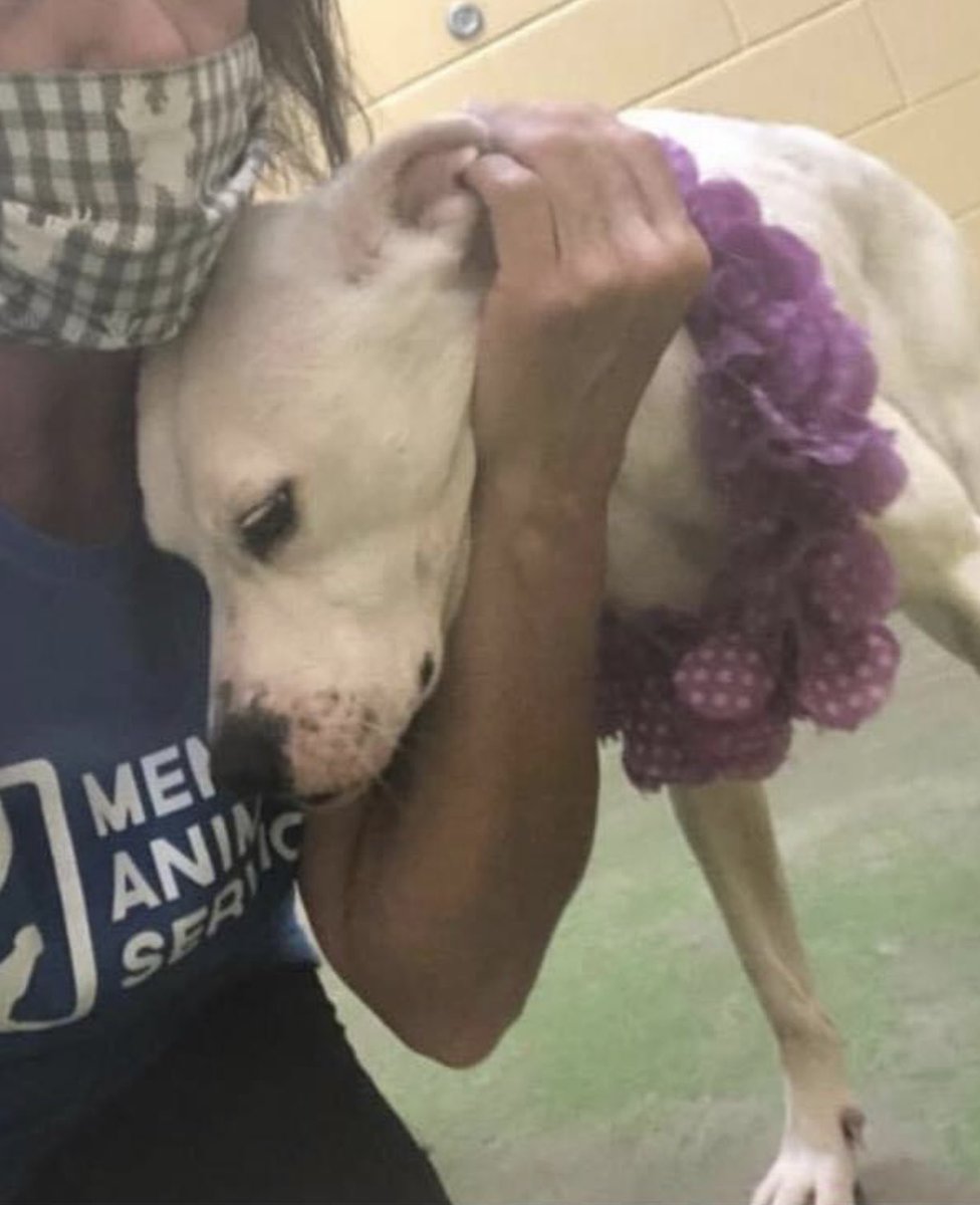 reddogsusie's tweet photo. #TN #MEMPHIS
๐๐CODE RED Rahna 1yo girl hw- Has pain/hip dysplasia & needs full vet evaluation & care! Such a sweet girl so desperate for help! Pls #RESCUE #GOSTER #PLEDGE #ADOPT #MASA69
https://t.co/WXitEyHCFl https://t.co/5UdNxKeVj3