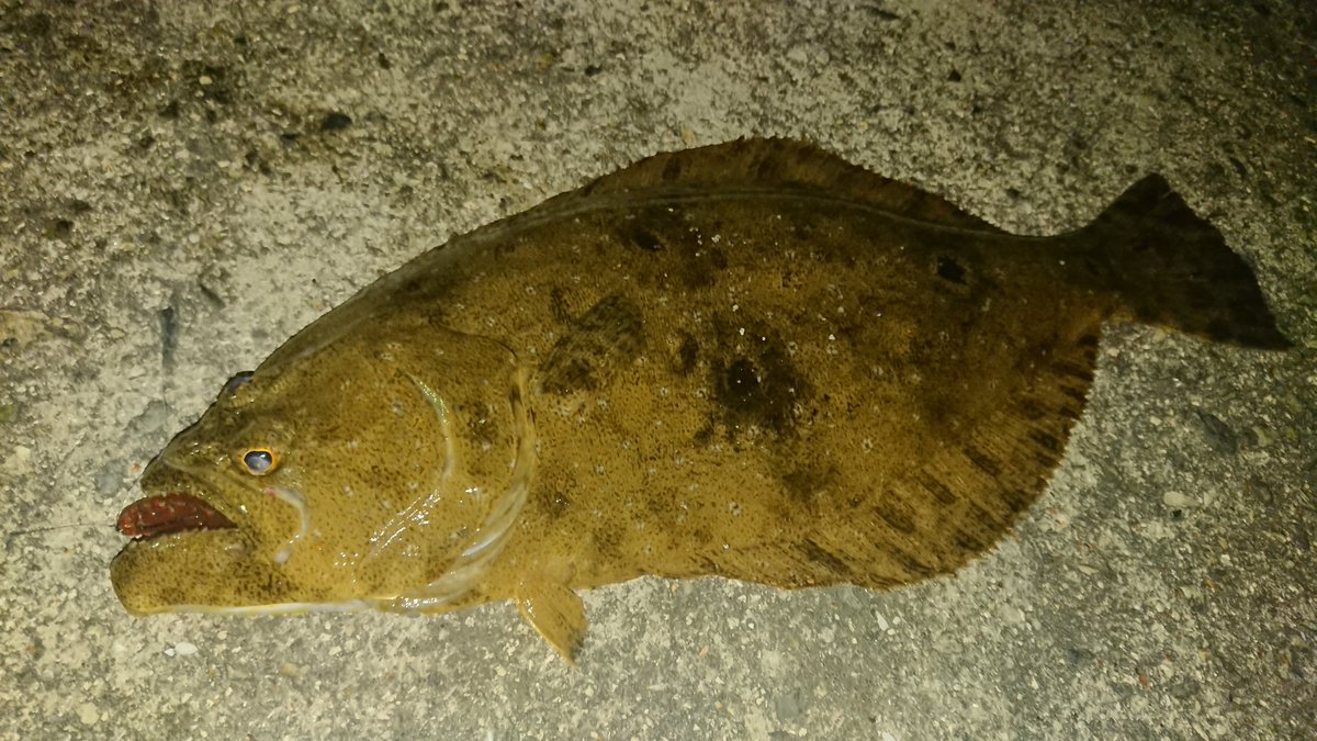 てん 広島 アコウ釣りにしまなみに行ったらまさかのヒラメ捕獲 Fwf アコウ ヒラメ しまなみ