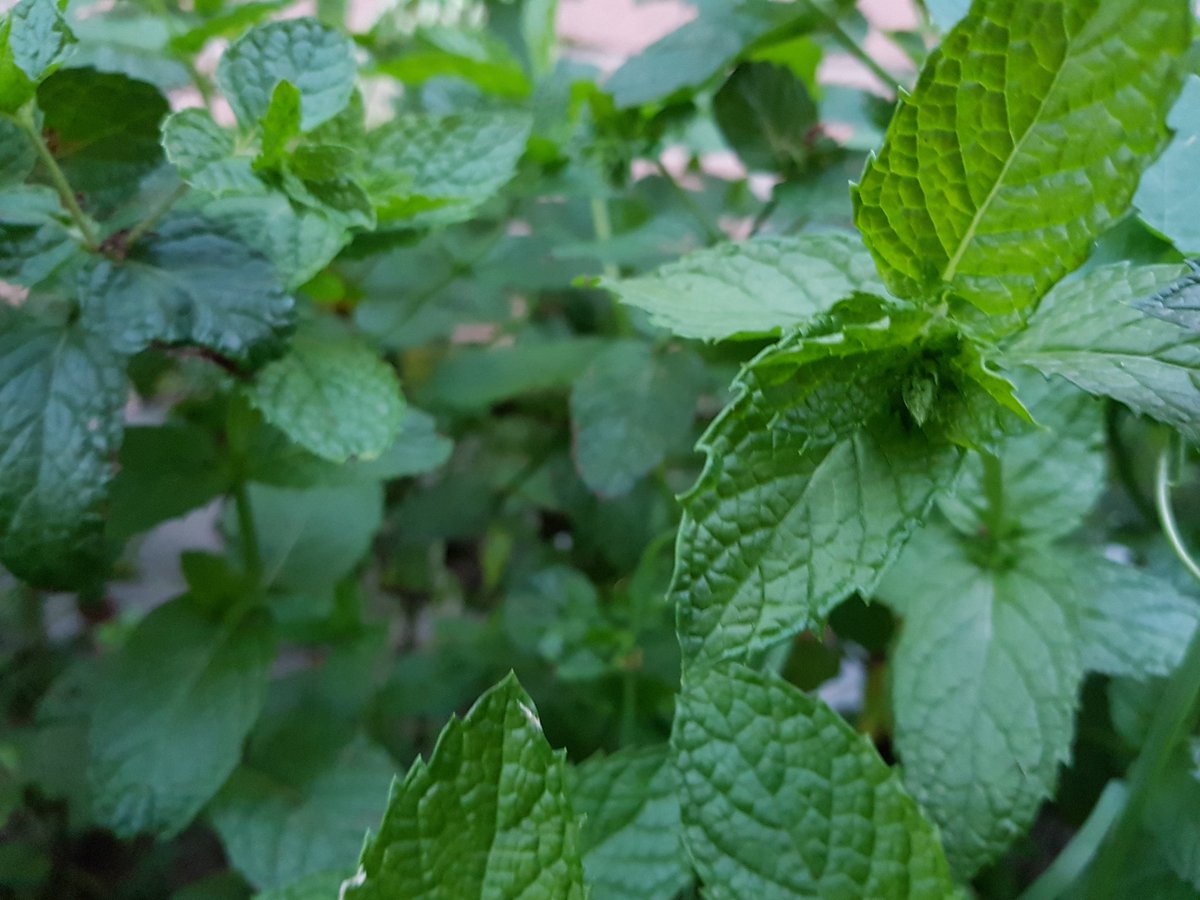 Hartwickbonnie's tweet photo. Mint
#homegrown
#mint
#enjoysimplethings
Wash mint add to hot water and enjoy tea. https://t.co/lnmoO4FyTf