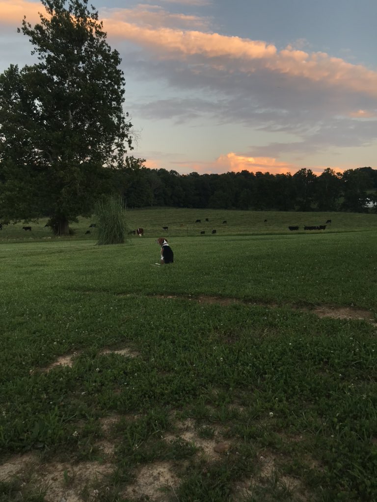 Tanner_C's tweet photo. Kevin’s favorite afternoon activity. Watching the cows graze. https://t.co/z8UJPhcpGn