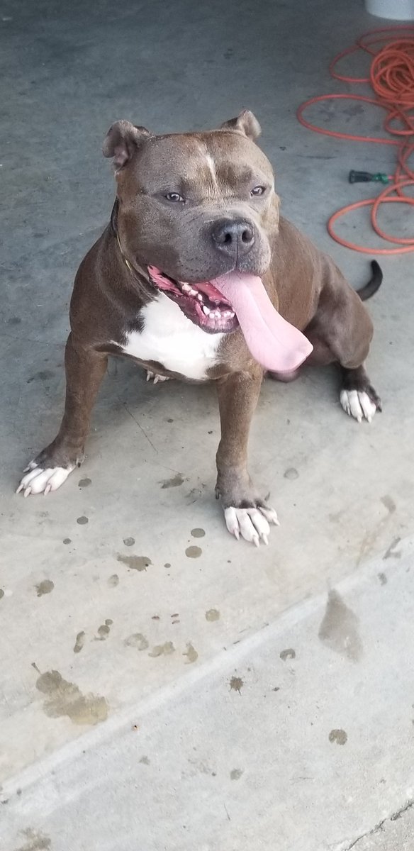 The newest member of the Dirksen pack. Creed, 2 yr old 100 lb pitty!
