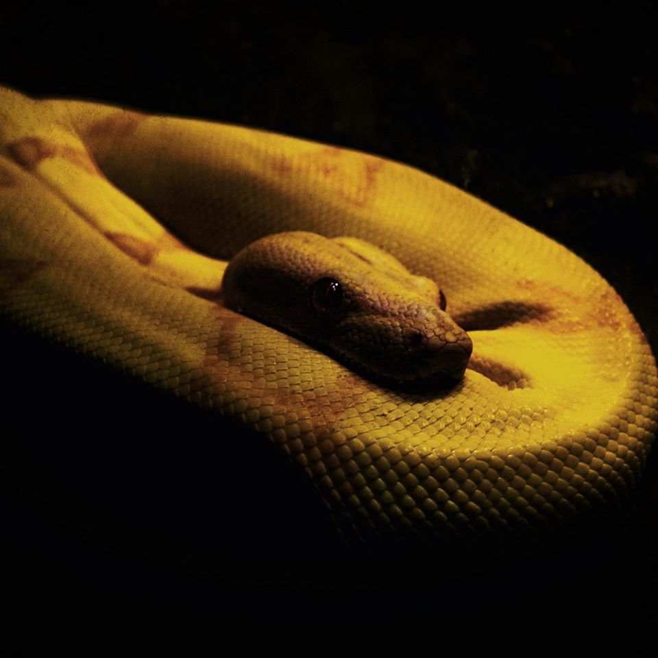 TheTollPodcast's tweet photo. In our latest bonus episode, we talk about Jim Sullivan, aka Snakeman - a drug dealer at the time of Shirley Jane's murder. @Thetollpodcast.com
⁠
#thetoll #thetollpodcast #criminalcase #deathby #murderjunkies #murderpodcast #criminal #coldcasefiles #truecrimeobsessed #crimetime https://t.co/8qDXNANrFe