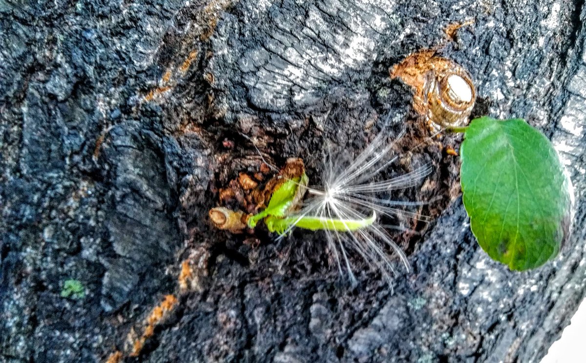 中野の桜の木に幸せを運んでくるというケセランパサランを発見 昨日は神楽坂の白銀公園で発見も見失う ケセランパセランだった 08 10 神楽坂ねこの郵便局というなまえのお店 中野の桜の木に幸せを運んでくるというケセランパサランを発見 昨日は神楽坂の白銀公園で発見も見失う ケセランパセランだった 08 10 神楽坂ねこの郵便局というなまえのお店