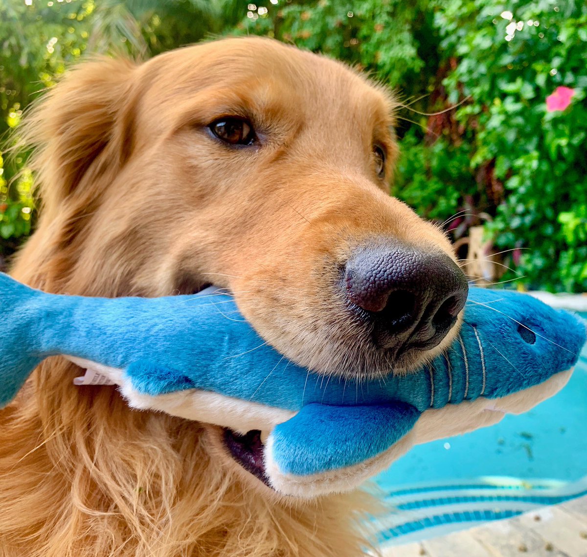 Our money is on <a href="/MikeTyson/">Mike Tyson</a> 🥊🦈#SharkWeek #TysonvsJaws