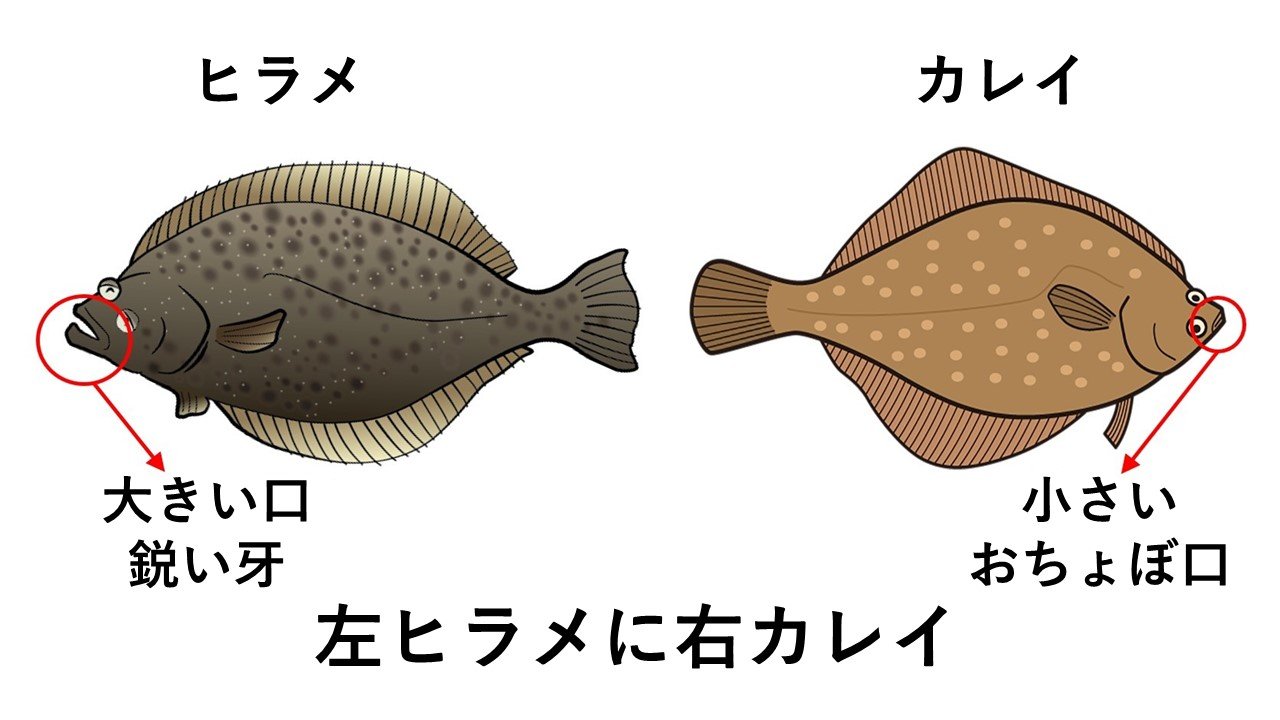 雀のお宿 左ヒラメに右カレイ と同じぐらい ねっとり 根取 が浸透してくれないものか 雀のお宿 左ヒラメに右カレイ と同じぐらい ねっとり 根取 が浸透してくれないものか