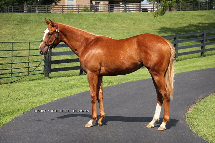 WoodMereFarm's tweet photo. Selling in the @Minnesotabred Yearling Sale on Sunday, August 30, 2020 @CanterburyPark:
#Hip28: Bay Gelding; Revolutionary - Magic Show, by Notebook
#Hip45: Chestnut Filly; Tapiture - Se Bella, by Forestry
For more information, please visit https://t.co/bUP3axCnO3 https://t.co/lpquhHDkO0