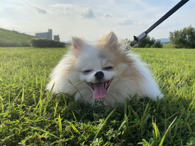 犬好きさんとのtwitterイラスト検索結果