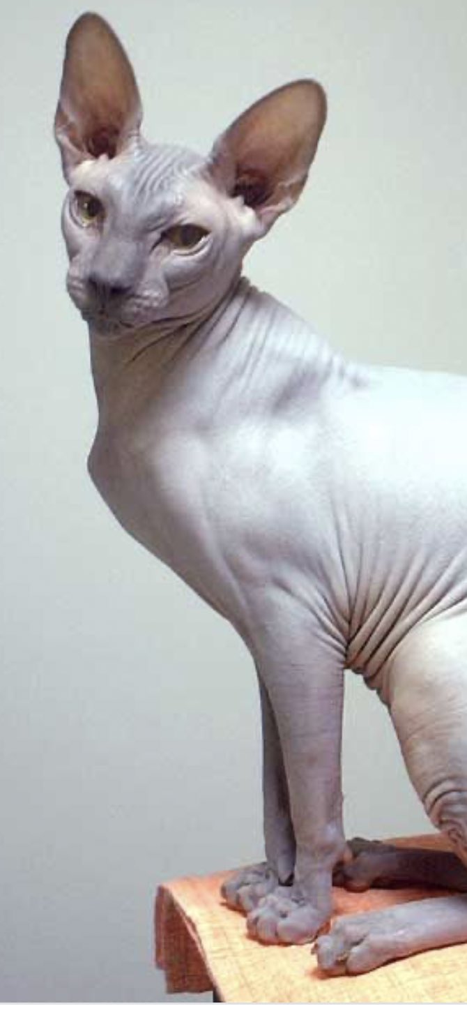 宮森 朋 Jbxin これならどう スフィンクス 毛無猫 性格は極めて犬らしいです T Co Yr5ortuem0 Twitter 宮森 朋 Jbxin これならどう スフィンクス 毛無猫 性格は極めて犬らしいです T Co Yr5ortuem0 Twitter