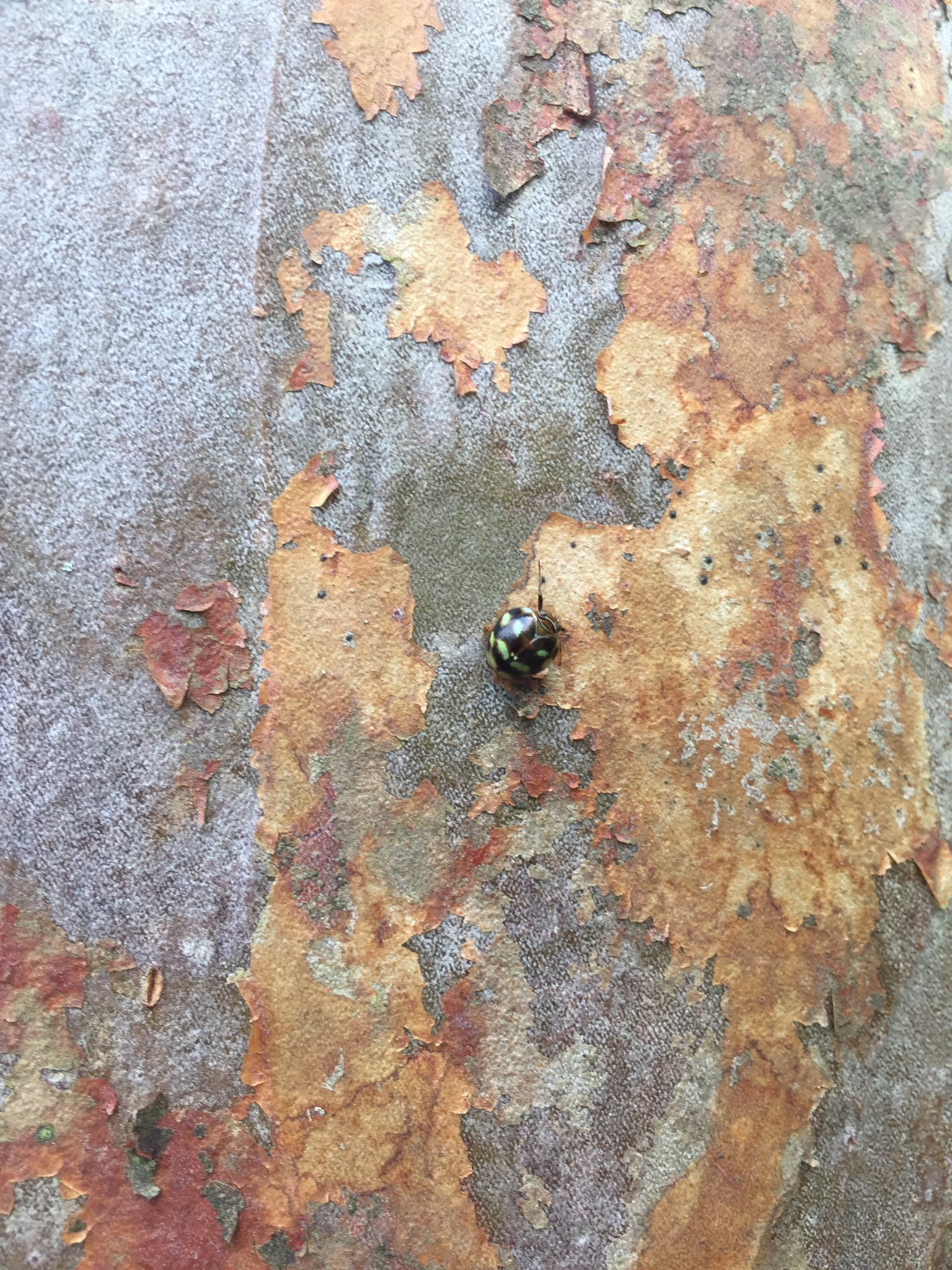 ごきげんなズボン 少し前に箱根のヒメシャラの木にいたんだけど 君の名前はなんですか 誰かわかる人いませんか 黒に緑の丸が12個くらいありました カメムシというよりはてんとう虫っぽいです 昆虫 カメムシ てんとう虫 ヒメシャラ オラ虫が知り