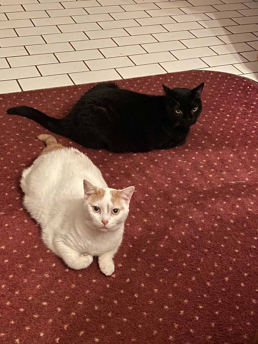 KawaiiRae's tweet photo. The kitties are being hella cute right now as I’m eating awww 🥺

(Also don’t roast me I need to vaccuum the carpet and clean the floor, I’m gonna do it tomorrow if I can xD) https://t.co/xN9tl6lsZd