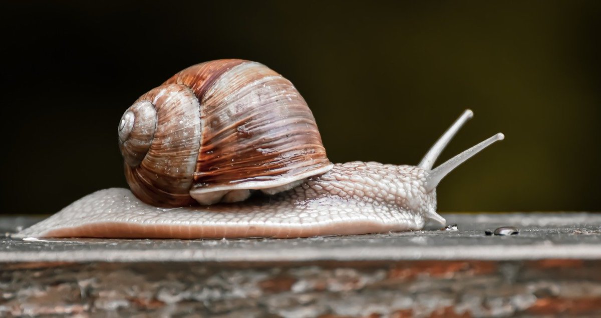 FakeThemePark's tweet photo. Are you enjoying #SharkWeek? Then you'll LOVE our #SnailWeek! https://t.co/7P1oBdZQa5