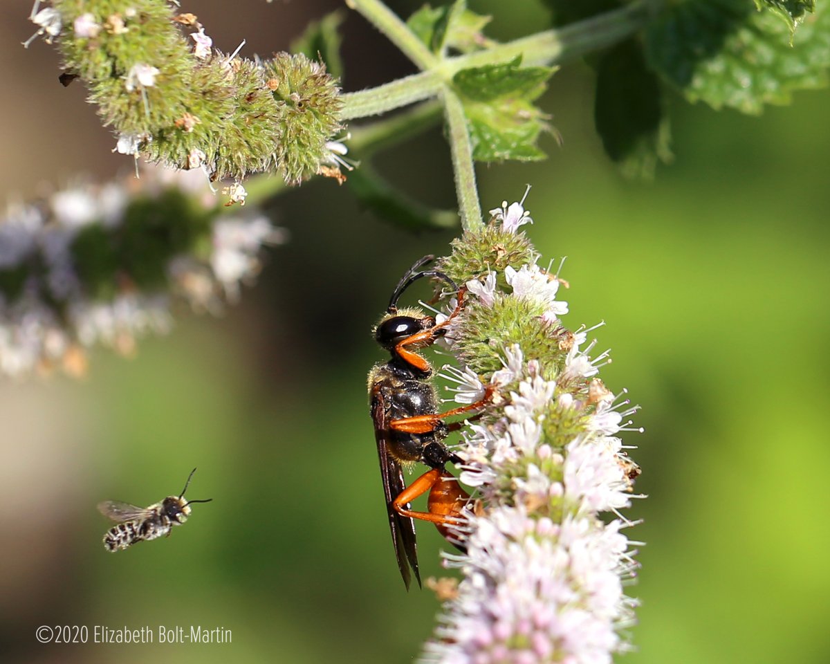 ENature777's tweet photo. #insect #pollen #insects #insectsofinstagram #bugsofinstagram #bug #macro #naturephotography #nature #flowerphotography #nature_pics #natureloversgallery #visionofpictures #nature https://t.co/xLr1uckDNR