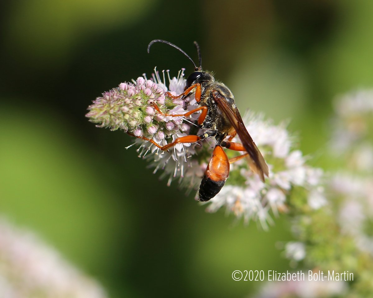 ENature777's tweet photo. These things are terrifying and my backyard is FULL of them!

#insect #pollen #insects #insectsofinstagram #bugsofinstagram #bug #macro #naturephotography #nature #flowerphotography #nature_pics #natureloversgallery #visionofpictures #nature https://t.co/MVpL8UfPae