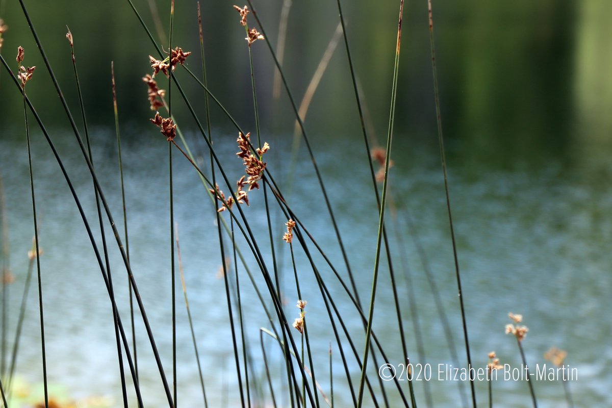 ENature777's tweet photo. Summer

#nature #naturevibes #naturephotography #natureloversgallery #summer #summervibes https://t.co/pCBSTd4hSA