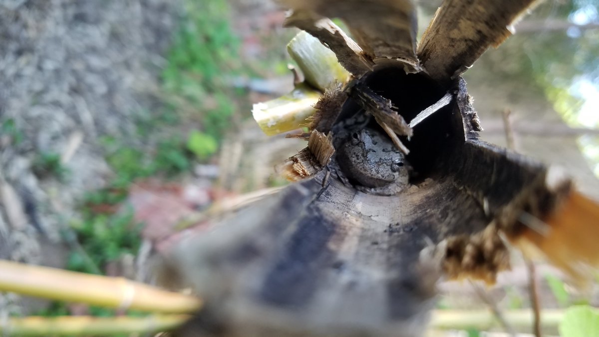 allentien's tweet photo. A beautiful #TinyToad sitting inside a bamboo stem (about 3-4cm in diameter)
#SharedFacts https://t.co/z07ULQOhmm