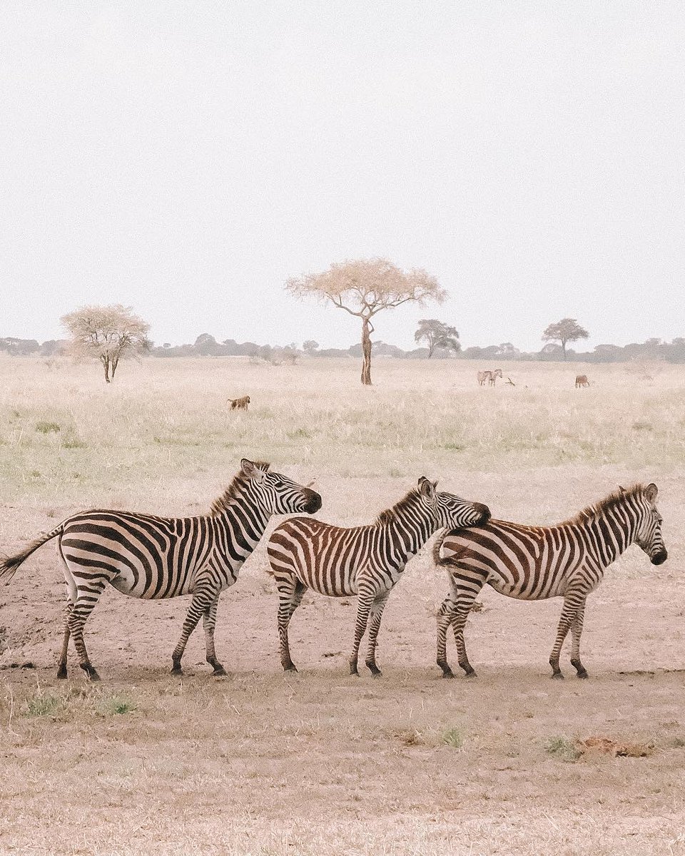 Pristine Trails (@pristinetrails) on Twitter photo SWAHILI SUNDAY! ๐ฆ
"๐๐ฆ๐๐๐ฌ๐๐ข ๐๐ข๐ฅ๐ ๐ฆ๐ข๐ฅ๐ ๐ง๐ข ๐ฌ๐๐ฐ๐ ๐ฌ๐๐ฐ๐ ๐ง๐ ๐ฉ๐ฎ๐ง๐๐๐ฆ๐ข๐ฅ๐ข๐ ๐๐ข๐ฅ๐ ๐ฆ๐ข๐ซ๐๐๐."โฃ
๐ ๐๐ข๐ข๐ด๐ข๐ช ๐ธ๐ช๐ต๐ฉ๐ฐ๐ถ๐ต ๐ค๐ถ๐ญ๐ต๐ถ๐ณ๐ฆ ๐ช๐ด ๐ญ๐ช๐ฌ๐ฆ ๐ข ๐ป๐ฆ๐ฃ๐ณ๐ข ๐ธ๐ช๐ต๐ฉ๐ฐ๐ถ๐ต ๐ด๐ต๐ณ๐ช๐ฑ๐ฆ๐ด ๐ธ@fatherofdjordje
Happy Indigenous People Day! SWAHILI SUNDAY! ๐ฆ
"๐๐ฆ๐๐๐ฌ๐๐ข ๐๐ข๐ฅ๐ ๐ฆ๐ข๐ฅ๐ ๐ง๐ข ๐ฌ๐๐ฐ๐ ๐ฌ๐๐ฐ๐ ๐ง๐ ๐ฉ๐ฎ๐ง๐๐๐ฆ๐ข๐ฅ๐ข๐ ๐๐ข๐ฅ๐ ๐ฆ๐ข๐ซ๐๐๐."โฃ
๐ ๐๐ข๐ข๐ด๐ข๐ช ๐ธ๐ช๐ต๐ฉ๐ฐ๐ถ๐ต ๐ค๐ถ๐ญ๐ต๐ถ๐ณ๐ฆ ๐ช๐ด ๐ญ๐ช๐ฌ๐ฆ ๐ข ๐ป๐ฆ๐ฃ๐ณ๐ข ๐ธ๐ช๐ต๐ฉ๐ฐ๐ถ๐ต ๐ด๐ต๐ณ๐ช๐ฑ๐ฆ๐ด ๐ธ@fatherofdjordje
Happy Indigenous People Day!