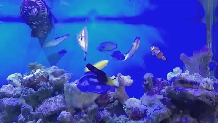endronv's tweet photo. #instareef #saltwatertank #saltlife #marineaquarium #reeftank #flagtail #regalsurgeonfish #clownfish #wrasse #blenny #damselfish https://t.co/a5zyVLBWCA https://t.co/zEtUeLIsnS
