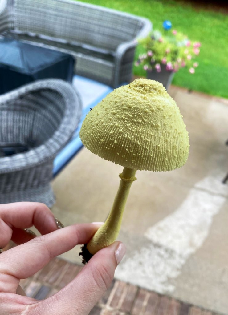 kittykatpick's tweet photo. the cutest mushie i’ve ever seen found at my mom’s 🥺🍄 https://t.co/PzmJ8NPSop