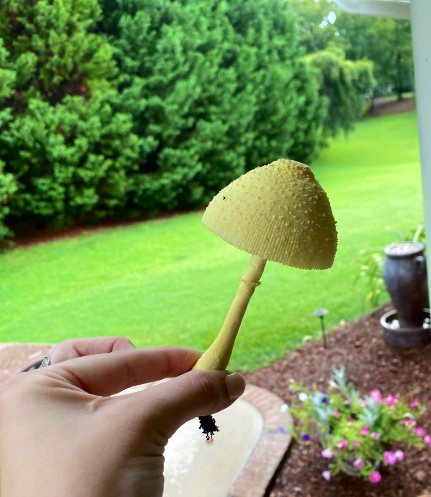 kittykatpick's tweet photo. the cutest mushie i’ve ever seen found at my mom’s 🥺🍄 https://t.co/PzmJ8NPSop