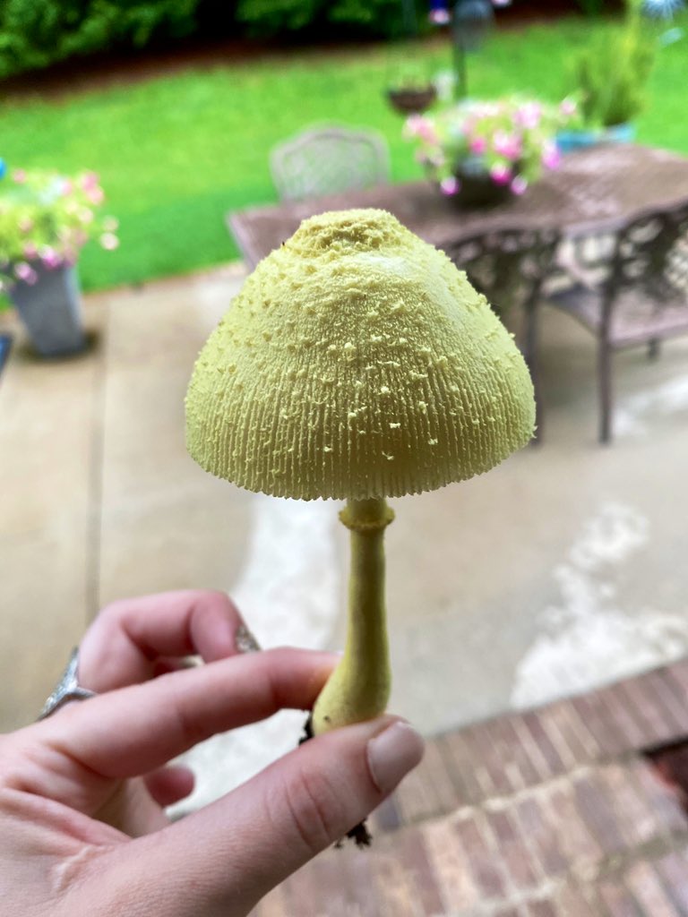 kittykatpick's tweet photo. the cutest mushie i’ve ever seen found at my mom’s 🥺🍄 https://t.co/PzmJ8NPSop