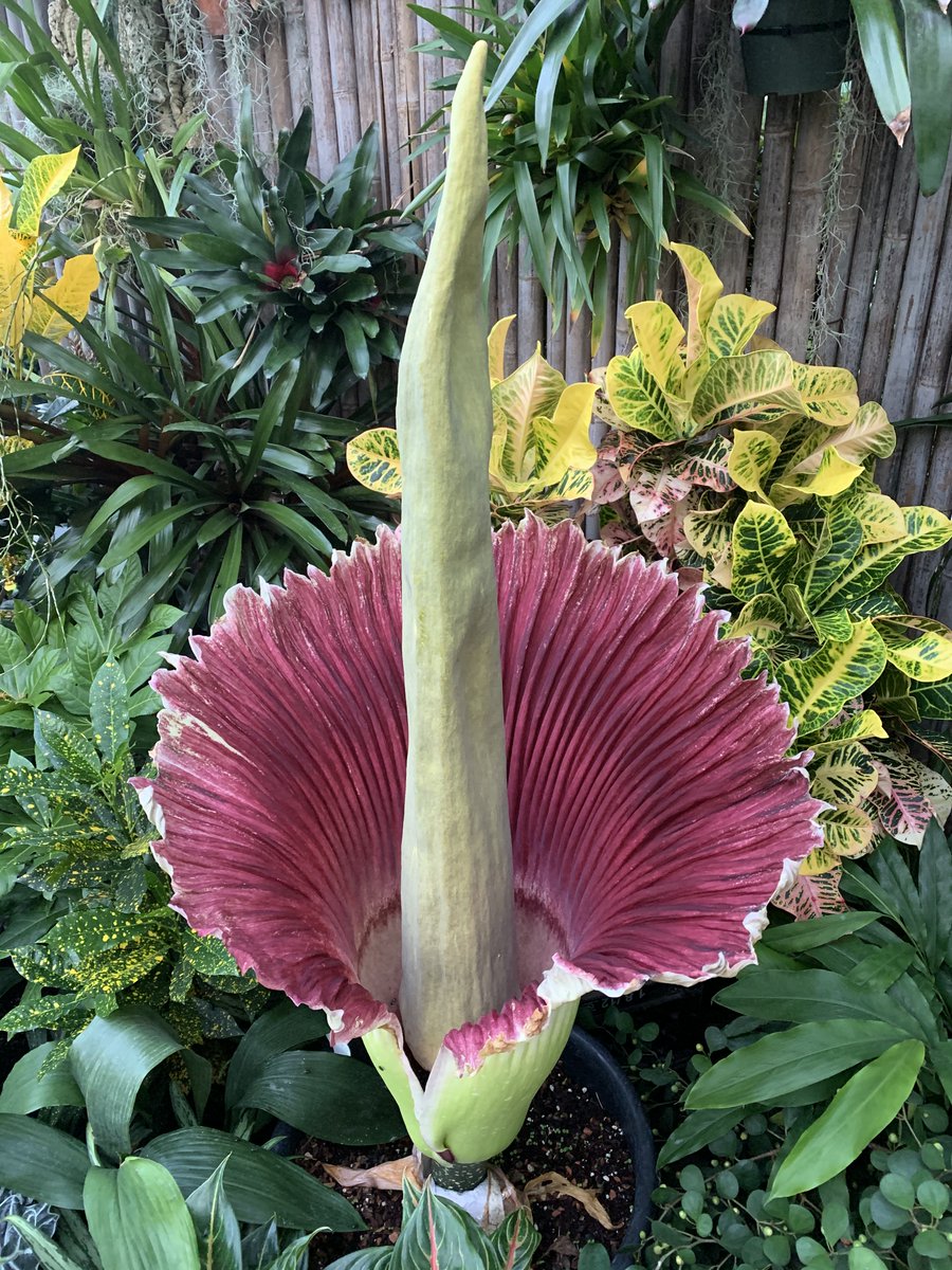 #TZCorpsePlant UPDATE 10PM: 

Official Stink-O-Meter rating is currently at: Rancid, nearing Downright Offensive!

Vincent Van Gross is expected to be at peak bloom between 11pm and 1am! 🌱