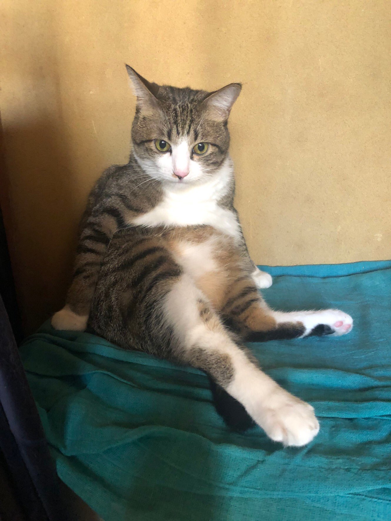 コロコロ屋 見て 俺のかっこいいポーズ 猫 かっこいい猫 T Co 12alhrcwsu Twitter