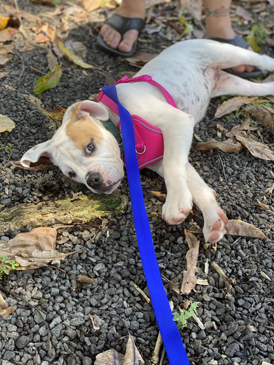 First official walk... or drag. #doggy #morningwalk #hawaii #bully