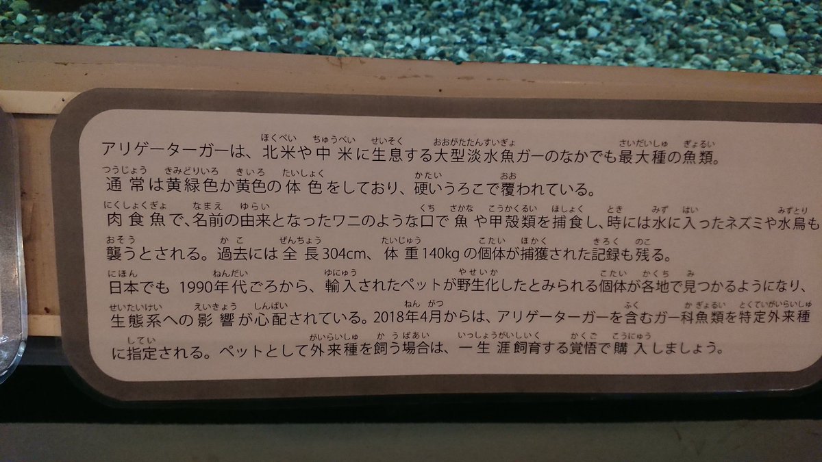 Turtle アリゲーターガー 飼育許可書も展示してあるのが素敵 Turtle アリゲーターガー 飼育許可書も展示してあるのが素敵
