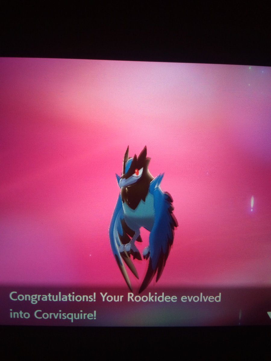 My Rookidee evolved into Corvisquire yesterday as well