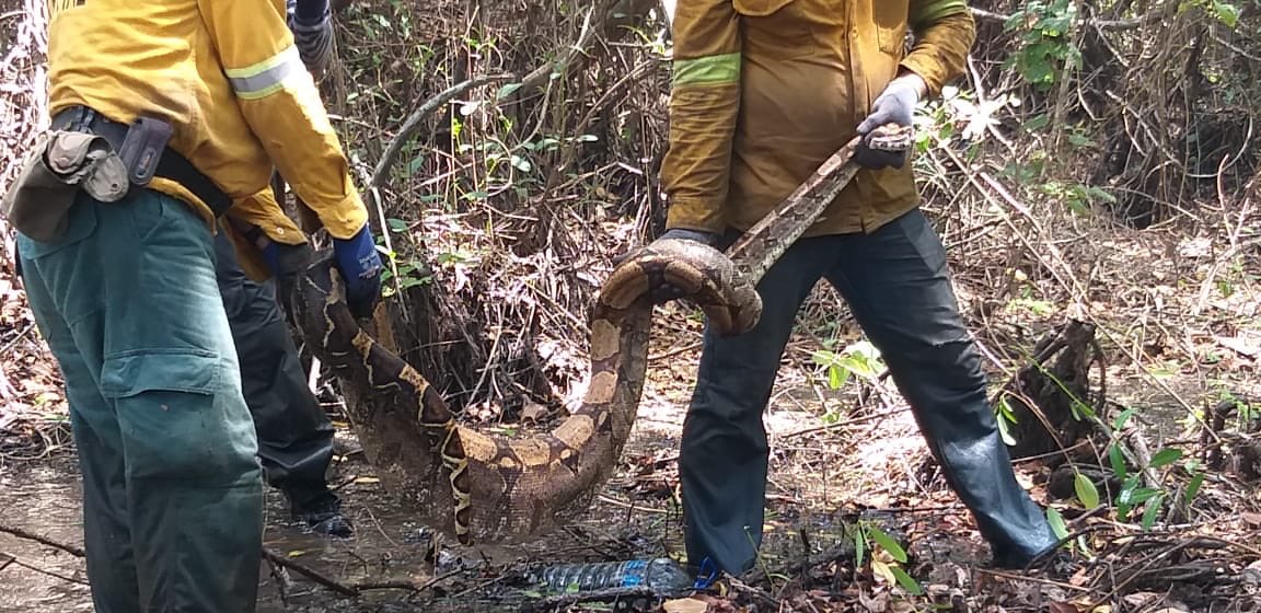 JoseHTorres's tweet photo. Gracias a labor de @FuerzaAereaCol Bomberos Voluntarios de Ciénaga, Sitio Nuevo, @ParquesColombia , @alcaldiabquilla y la @UNGRD mañana reiniciamos labores para controlar incendios en Parque Salamanca.@JoseGranadosF @HoyDiarioMag @martintapias @elheraldoco @MinAmbienteCo https://t.co/rjVqvC7G9F