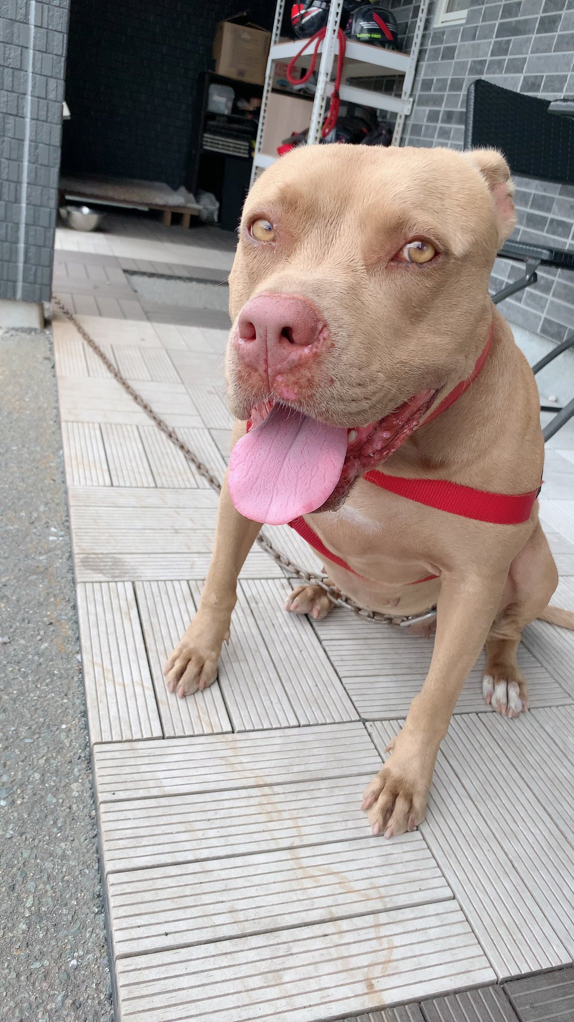 Aya 会いたかったワンちゃん ピットブル 世界最強の犬 犬好きさんと繋がりたい T Co 3zxjddeh0o Twitter
