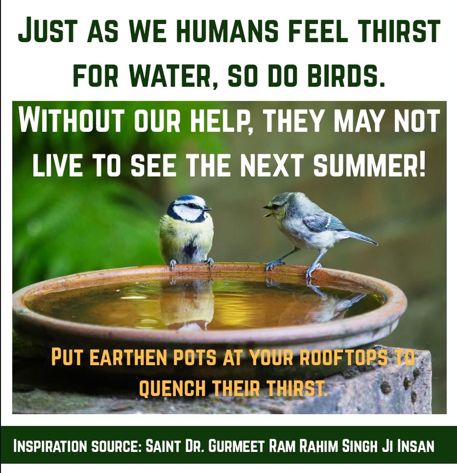KIRANAgroha's tweet photo. Let's makes it our habbit to #FeedBirdsAndAnimals  these little creatures of God are very beautiful and useful for our nature. Saint Dr MSG @Gurmeetramrahim  Singh Ji Insan always teach us to feed birds and animals. https://t.co/WI0KLs471e