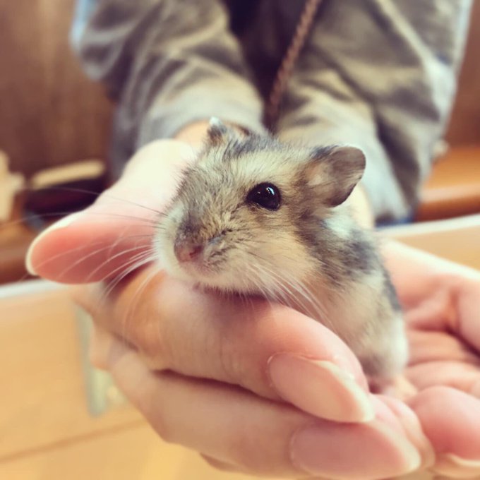 Hamsterのtwitterイラスト検索結果 古い順 Hamsterのtwitterイラスト検索結果 古い順