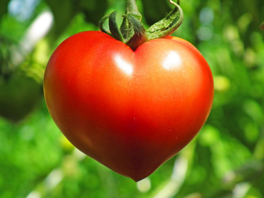 昔遭遇したハート型トマトを見てほしいです。ハートの日。まだこれ以上のものは収穫したことがありません。