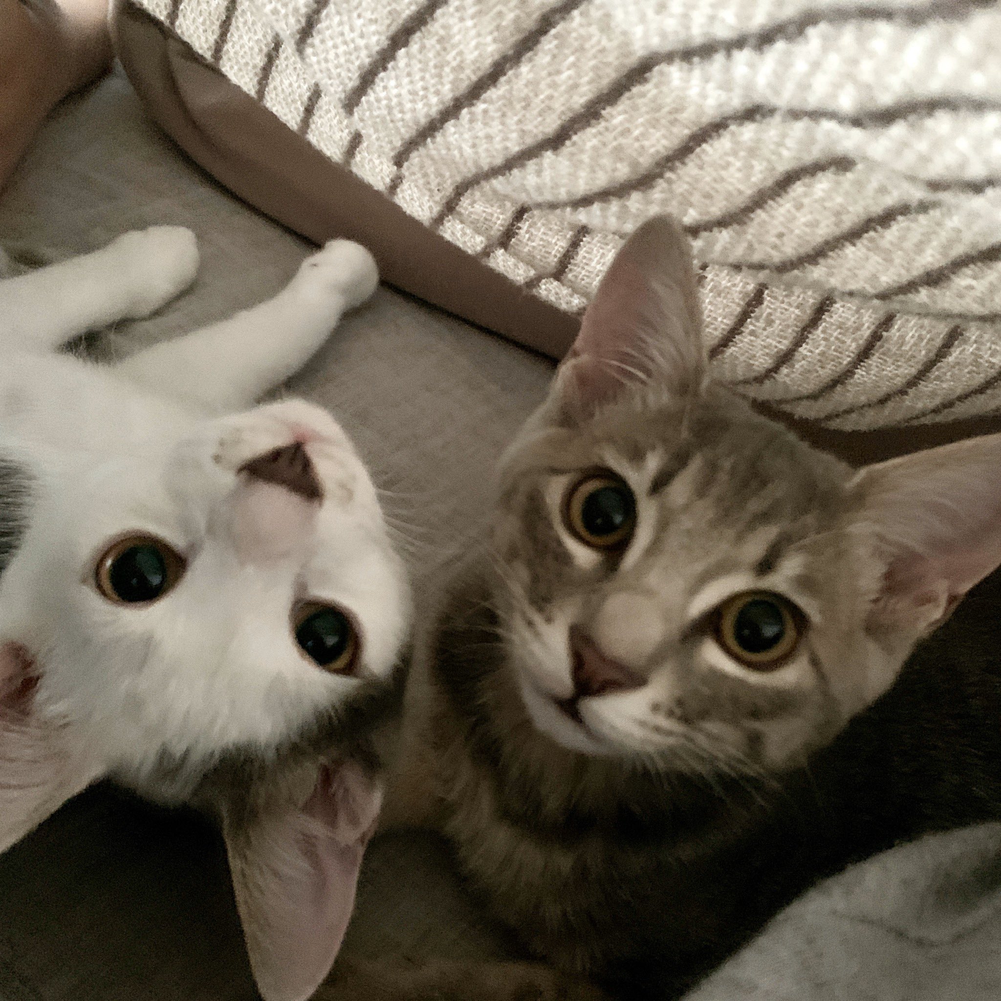 白ぶち猫 Twitter Search Twitter