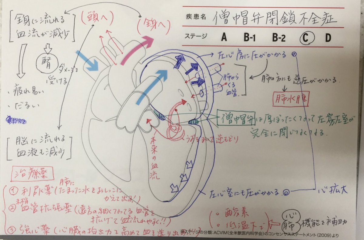 ハート動物病院 V Twitter よくある病気 犬の僧帽弁閉鎖不全症の解説だよ 手書き 手描き にするとこんな感じ Acvimのコンセンサスステートメントによる分類 ステージcを想定して書きました いわゆる心原性肺水腫ってやつです 呼吸が苦しくなるよ 心臓が