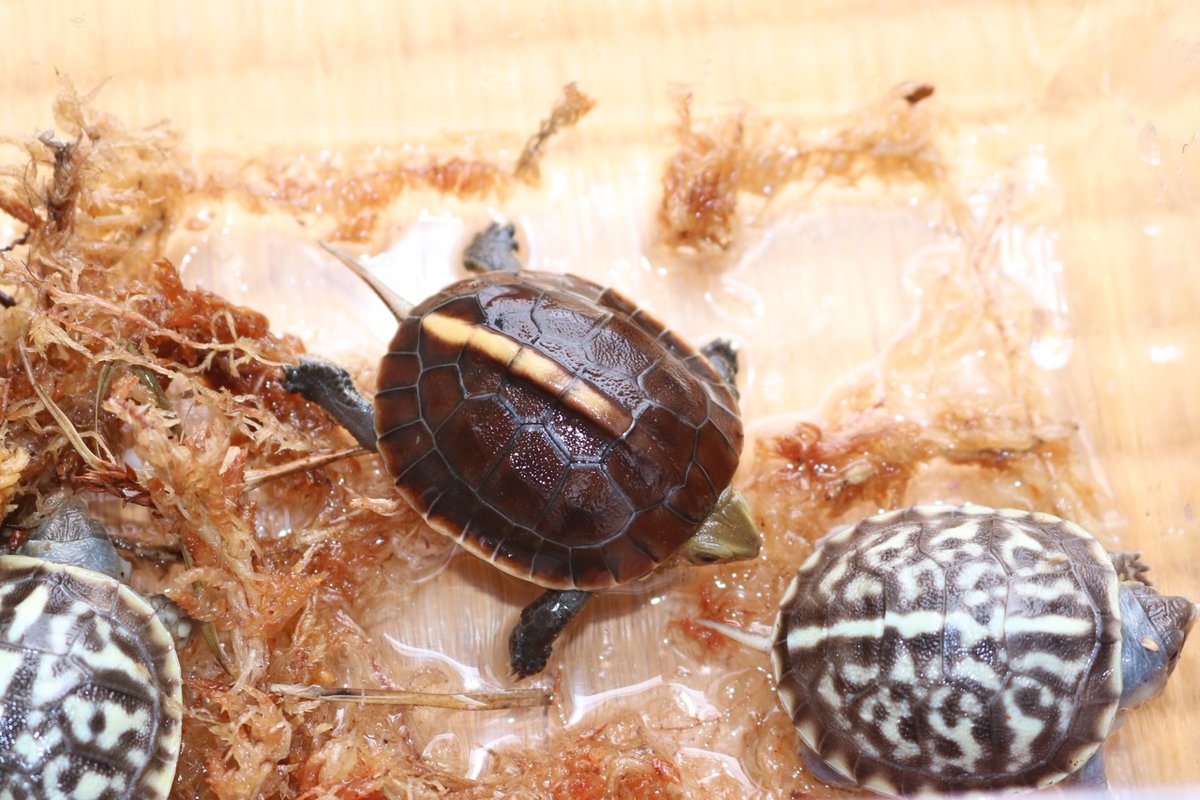 かめぞー チュウゴクセマルハコガメも卵から出てきました 孵化までには約２ヶ月半 前半低温気味だったので今年は雄が多いかも