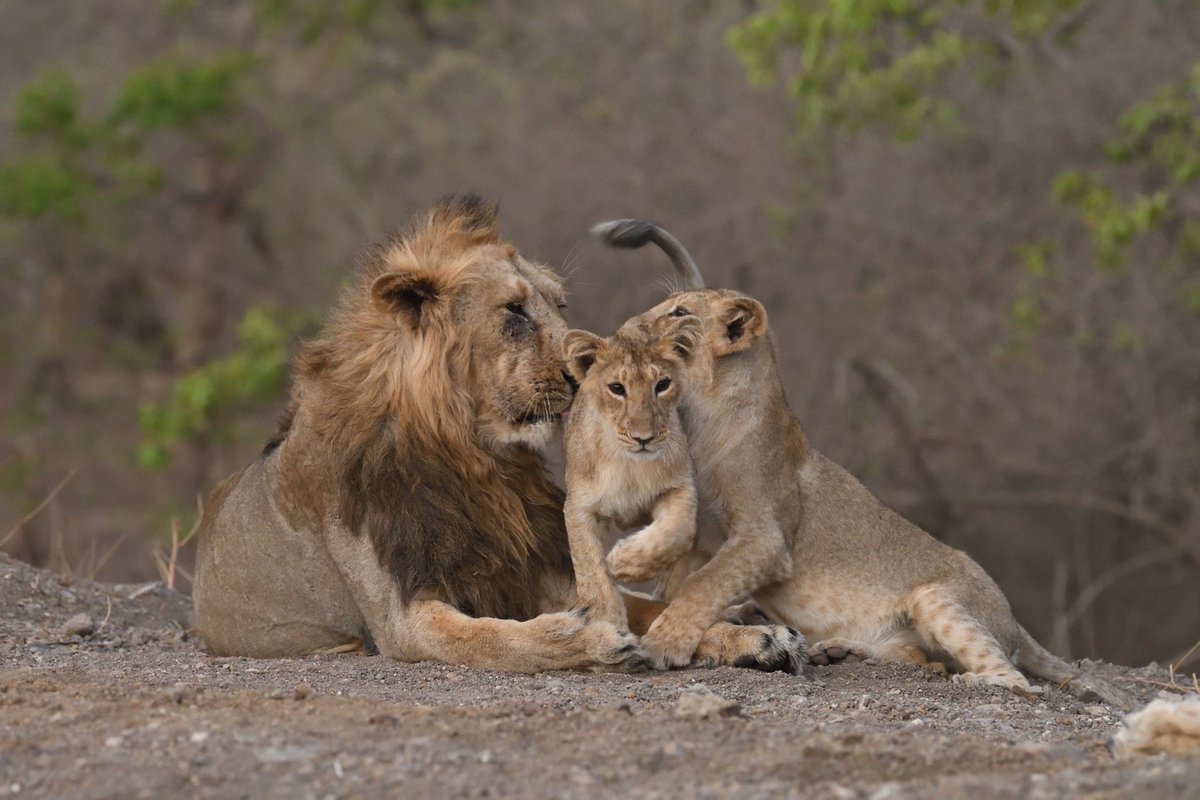 RameshGalchar's tweet photo. #worldlionday2020 #WorldLionDay #Gir 
@DCF_GirWest @GujForestDept @dcfsasangir https://t.co/f3nfsaZn7a
