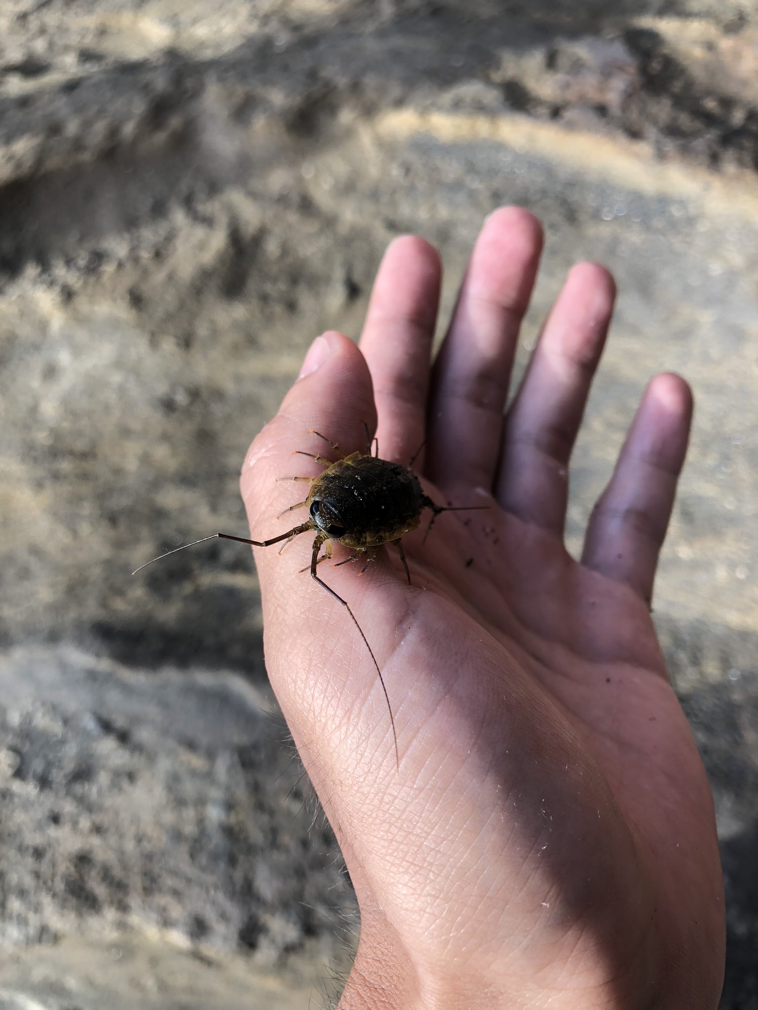 توییتر در توییتر フナムシ初めて触りました 可愛いです T Co Cdh7rwiedv