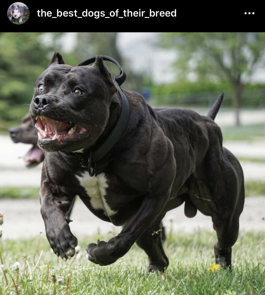 犬の筋肉アカウント的なの見付けた, image size:1081x1200