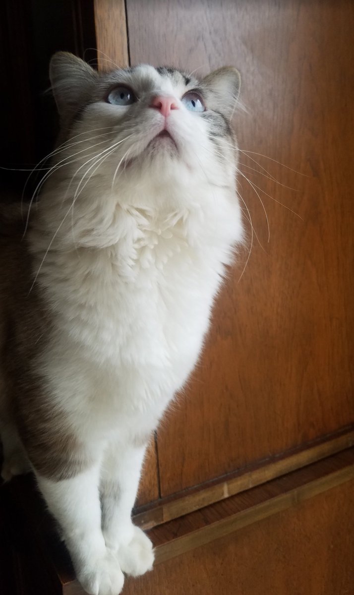 PsychoticShow's tweet photo. Hey streamers!
Lemme see yo pets!
World meet sebastian, Moocifer, and kips
#twitch #broadcaster #pets #CatsOfTwitter #singlecatdad https://t.co/Sizr8JLORz