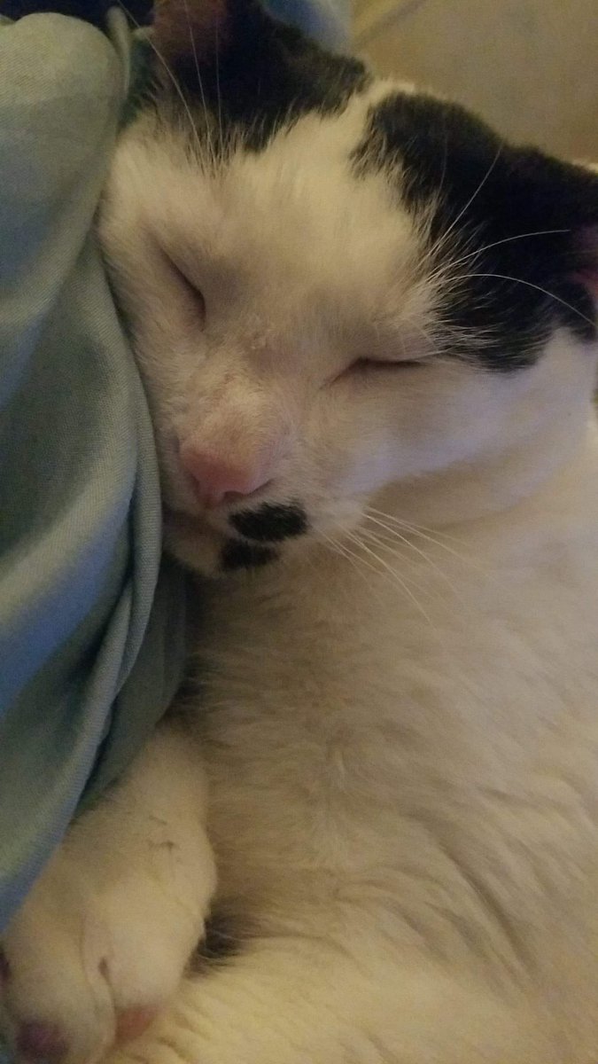 PsychoticShow's tweet photo. Hey streamers!
Lemme see yo pets!
World meet sebastian, Moocifer, and kips
#twitch #broadcaster #pets #CatsOfTwitter #singlecatdad https://t.co/Sizr8JLORz