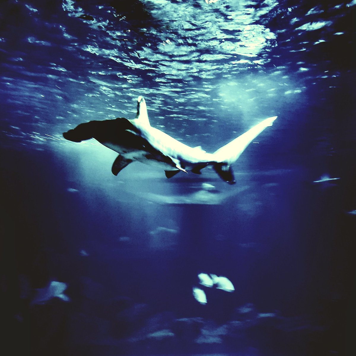 BBPhotography22's tweet photo. Happy Shark week 2020!

https://t.co/6oeeidaPNF

#SharkWeek #photography https://t.co/2B39d0XoMf