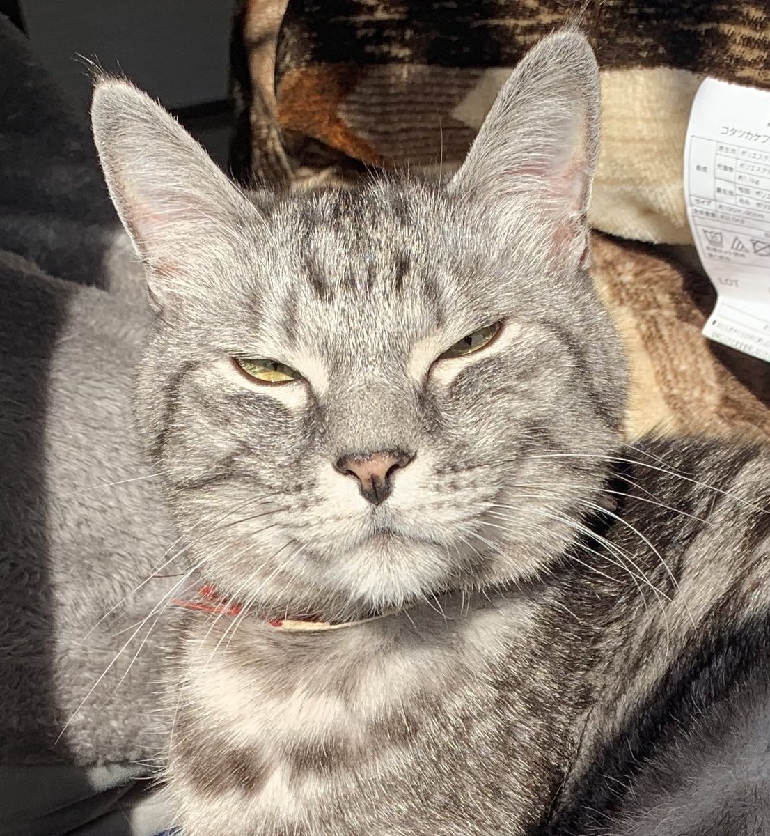 可愛い子猫が成長したらチベットスナギツネっぽくなった Togetter