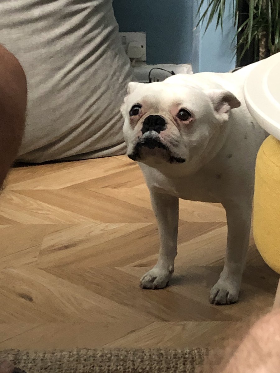 YolkTheDog's tweet photo. I ate a 🐝 https://t.co/jkII6mz6x2