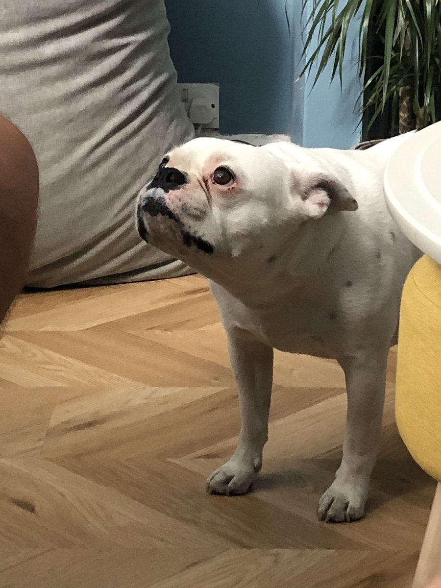 YolkTheDog's tweet photo. I ate a 🐝 https://t.co/jkII6mz6x2