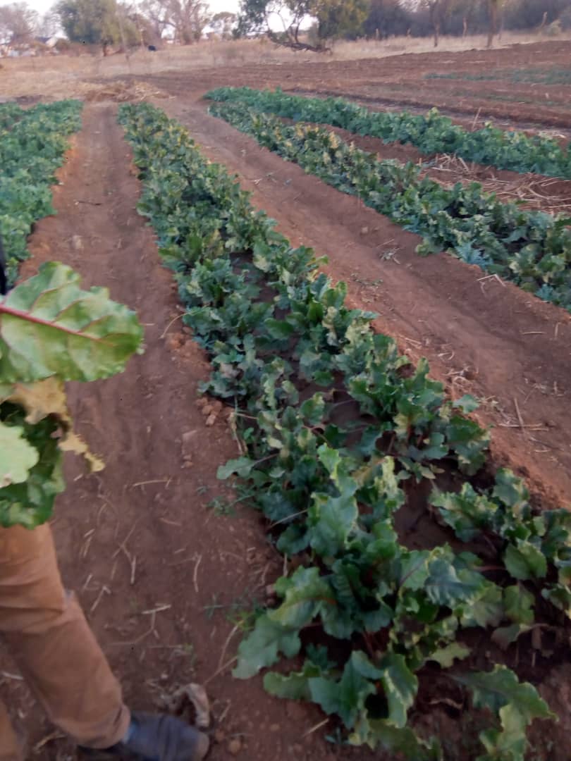 Anglistone1's tweet photo. While keyboard worriers are in combat, we are producing. Agric productivity is a panacea to Zimbabwe BOT and BOP challenges. Let us work on the land apart from politics.. https://t.co/lYZuqaBHMH