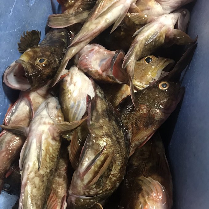 カサゴのtwitterイラスト検索結果 古い順