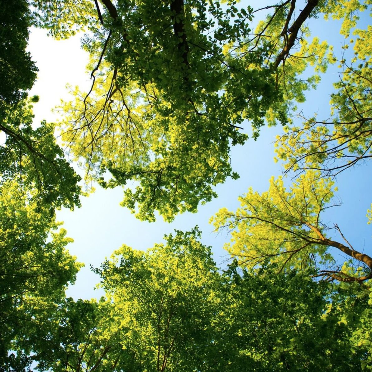 OurHourOff's tweet photo. 🌼🌻🌳🍃🌳 🍃🌼🌻 Just a reminder to get out there and enjoy the outdoors. Trust us, you'll feel better for it 👌
#OurHourOff #digitaldetox #unplug #switchoff #detox #selfcare #nature #naturebathing #rewilding https://t.co/sBPZ8CfUHz